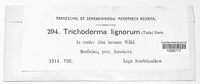 Trichoderma viride image